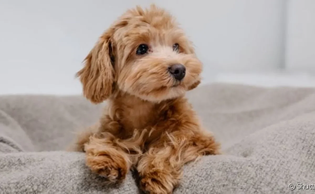 O cachorro hipoalergênico é aquele que tem menos risco de causar alergias em humanos