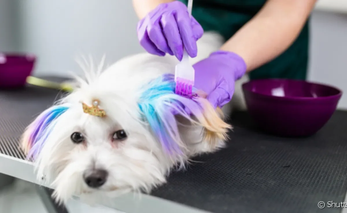 A tinta para cachorro tem se tornado uma tendência entre pais de pets, mas é preciso ter cuidado