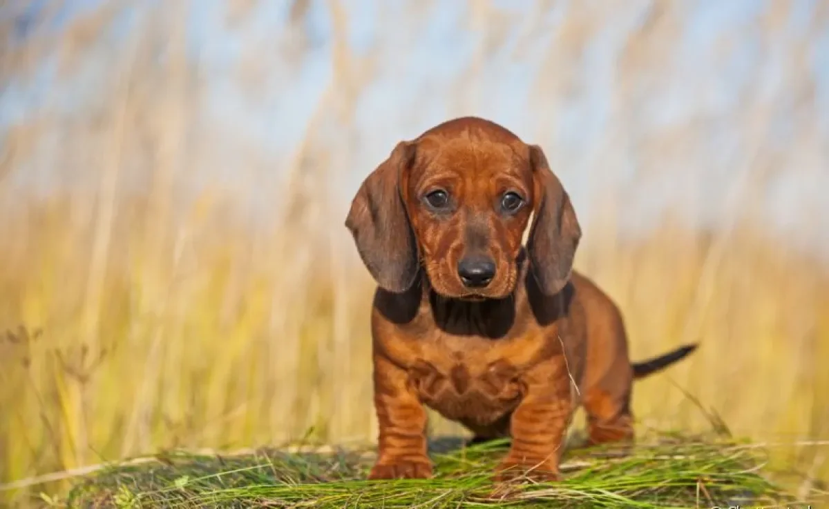 O filhote de Dachshund tem tudo para trazer alegria para casa