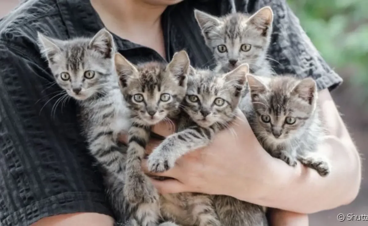 É importante saber como cuidar de gato filhote abandonado de forma a garantir conforto, segurança e saúde