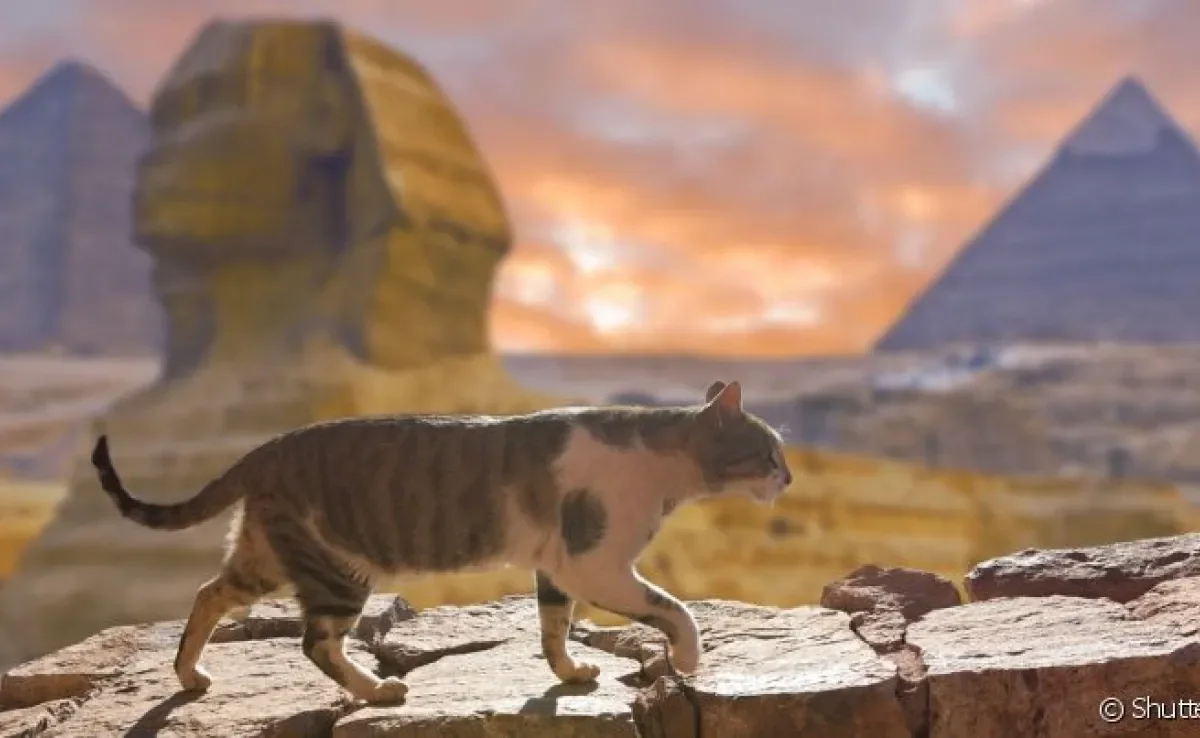 Os gatos egípcios eram venerados e símbolos de virtudes