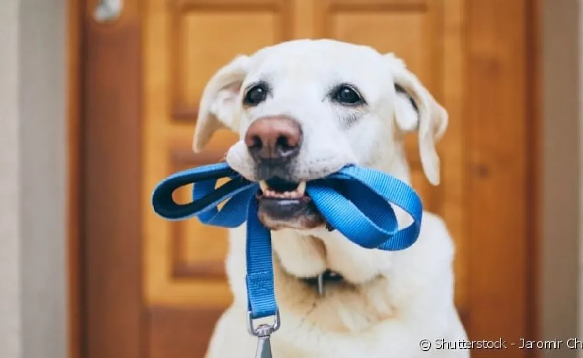 A guia de nylon pode ser molhada sem prejuízos: é ideal para quem gosta de levar o cãozinho à praia, por exemplo.