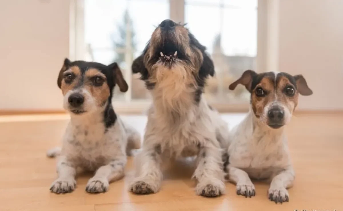 O latido de cachorro é natural da comunicação canina e não deve ser inibido, mas pode ser controlado