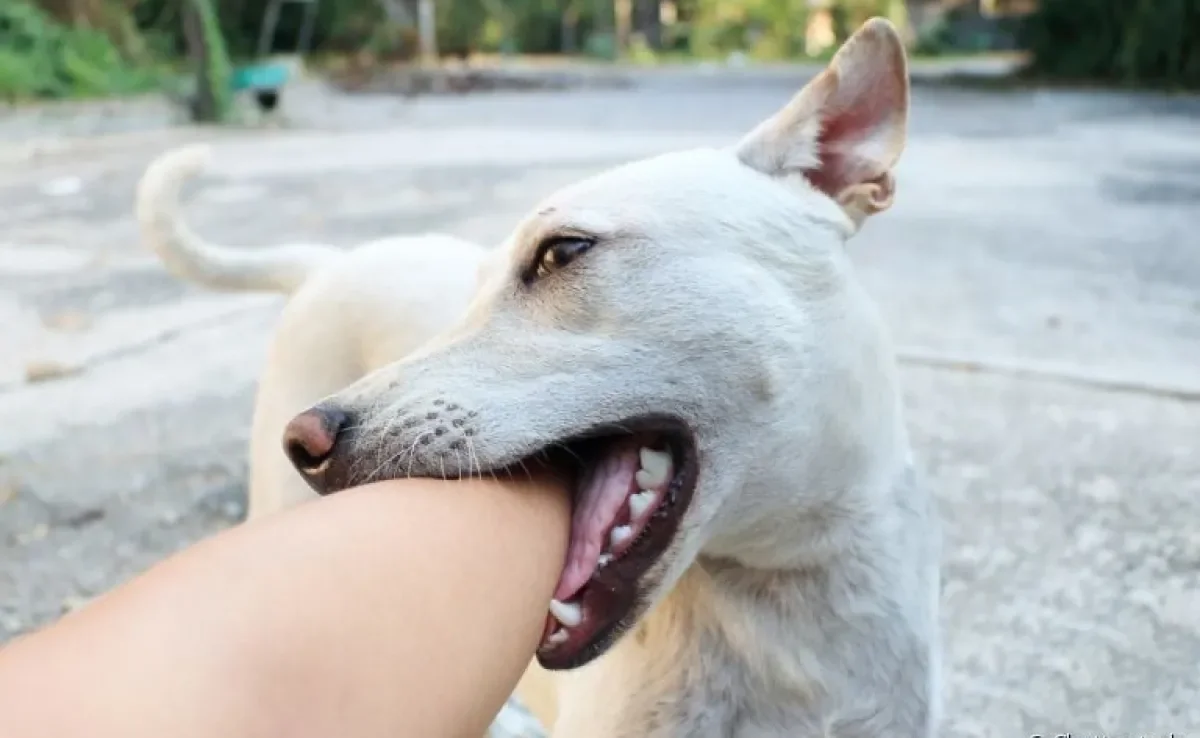 A mordida de cachorro pode ser muito perigosa e oferecer vários riscos à saúde