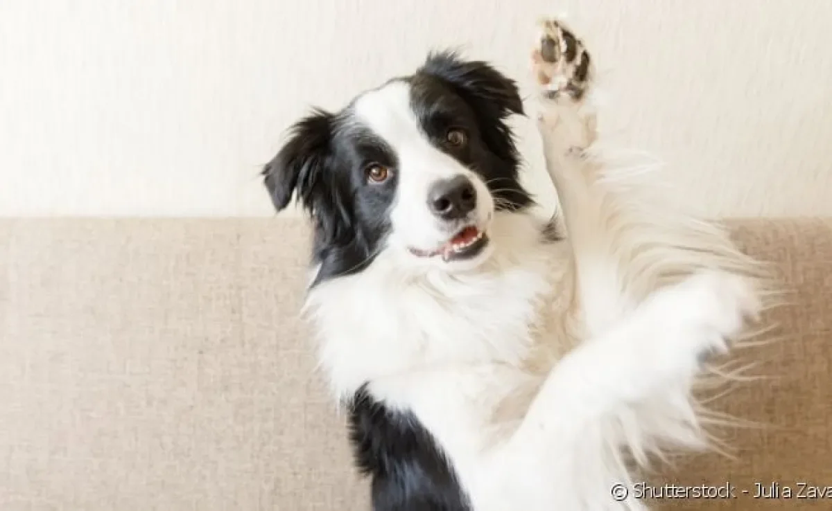 Nomes de cachorro fortes e curtos são sempre uma boa escolha.