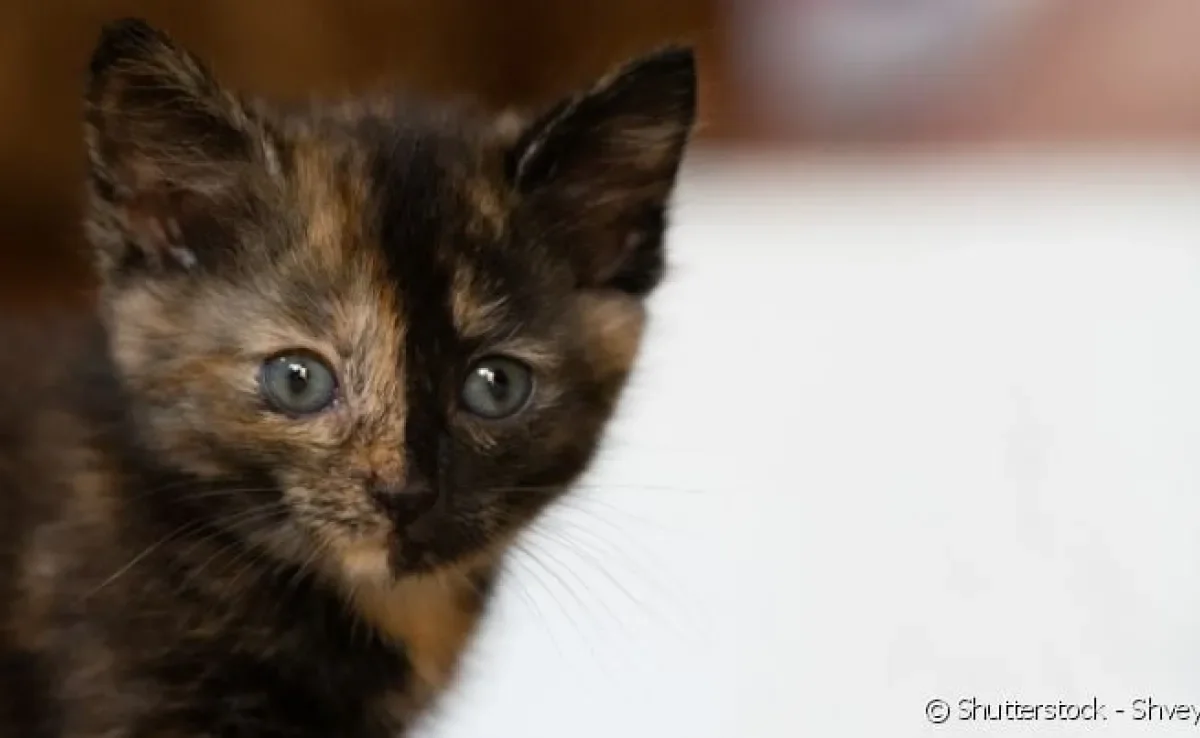 O quimerismo não é uma doença e não altera nada além da aparência do gato.