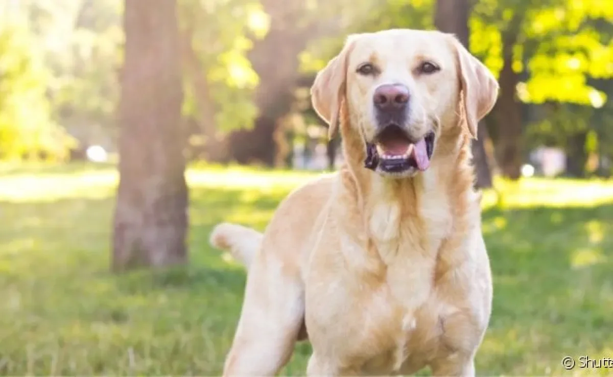  O cachorro engasgado apresenta dificuldade de respirar e precisa de socorro imediato