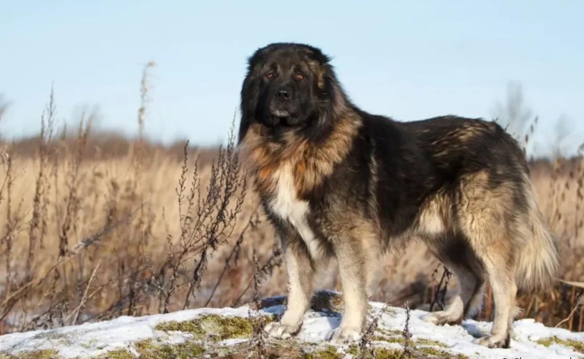 O Pastor-de-cáucaso é um cão gigante russo muito corajoso