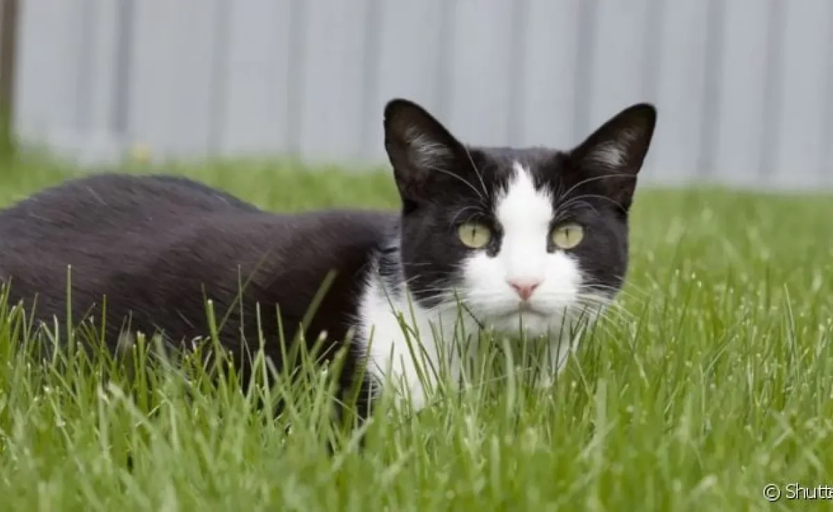 Uma picada de cobra em gato requer atendimento imediatamente
