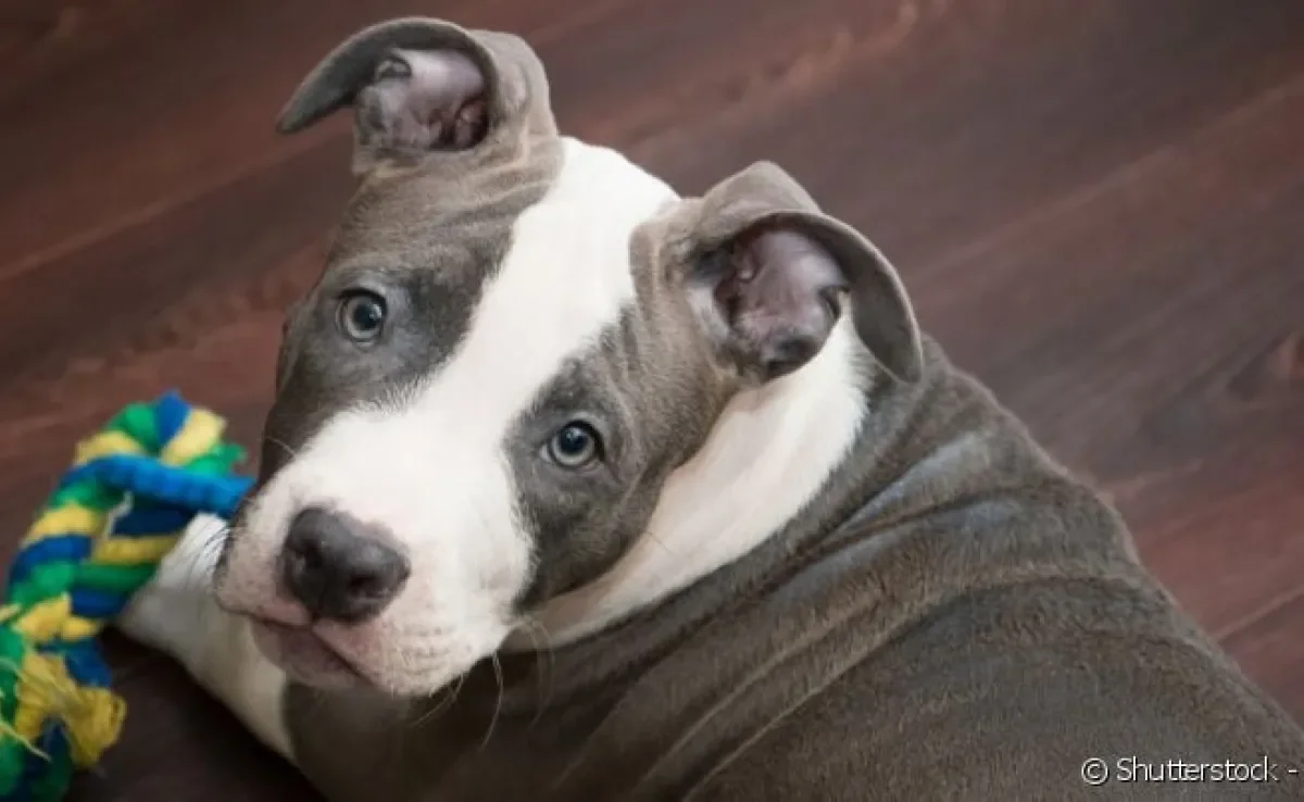 O Pitbull é uma das melhores raças para quem procura um cão que não solta muito pelo.