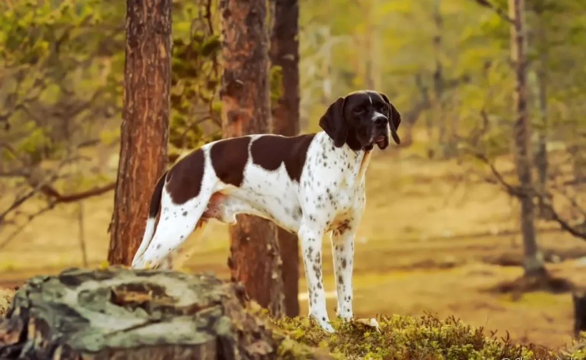 O Pointer Inglês é um cachorro treinável, obediente e cheio de energia