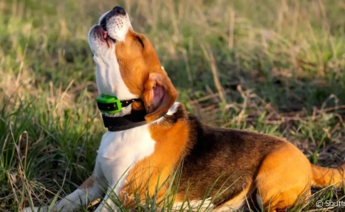 O volume do latido de cachorro pode ser bastante alto em algumas raças