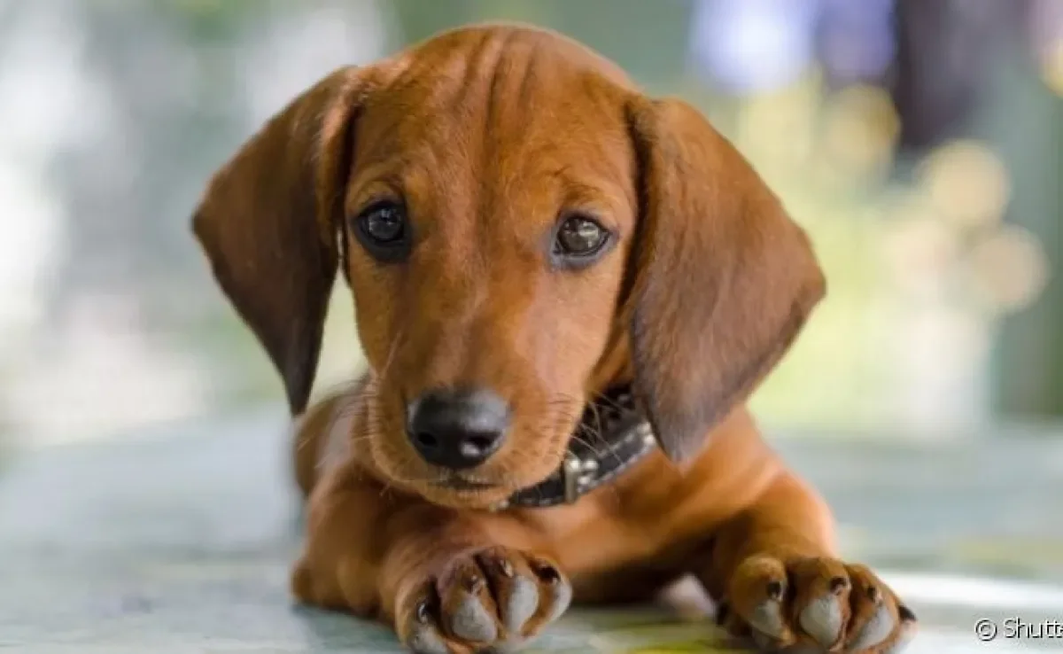 O remédio para dor de barriga ideal depende do que está causando esse sintoma no animal