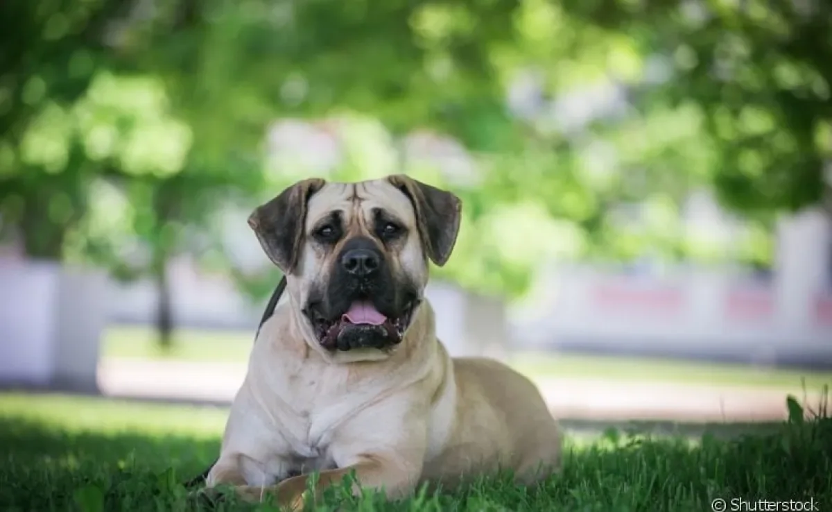 O Dogo Canário é um cachorro forte e com instinto de proteção bem aflorado