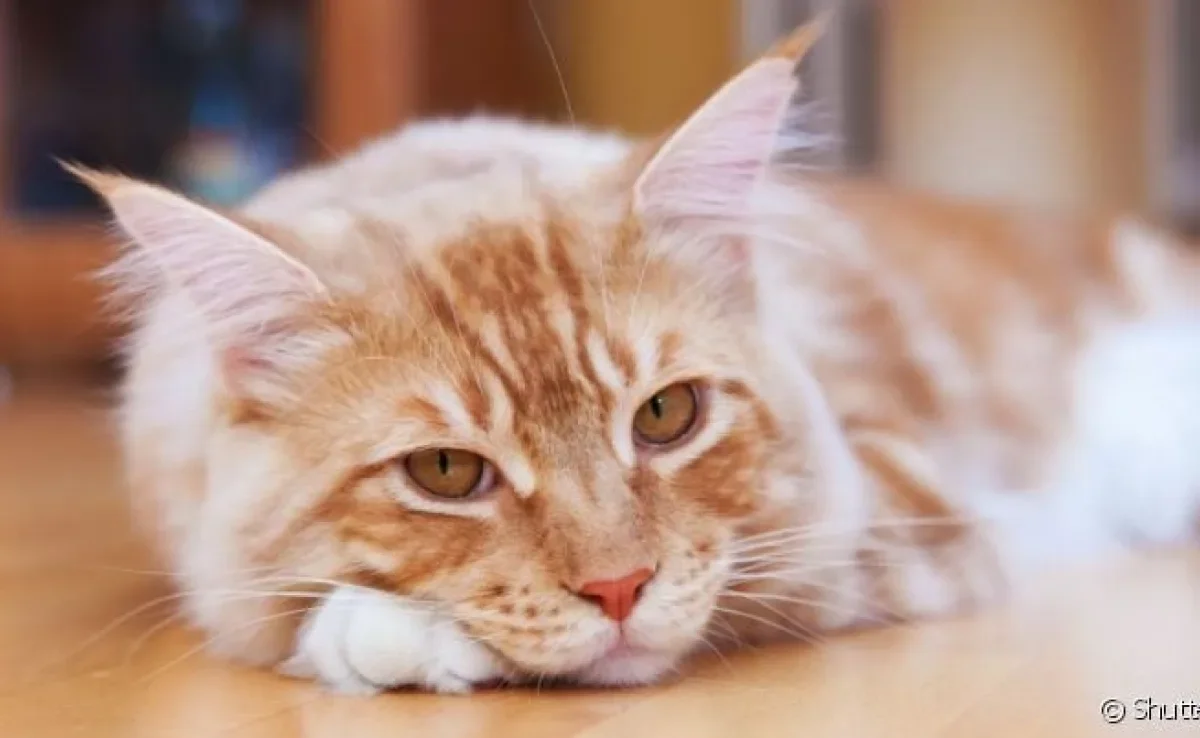 O verme de gato é um parasita que se aloja em diferentes órgãos, sendo o intestino o alvo mais comum