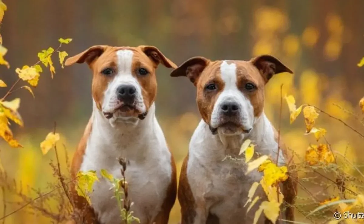  São vários tipos de pitbull que podemos encontrar por aí 