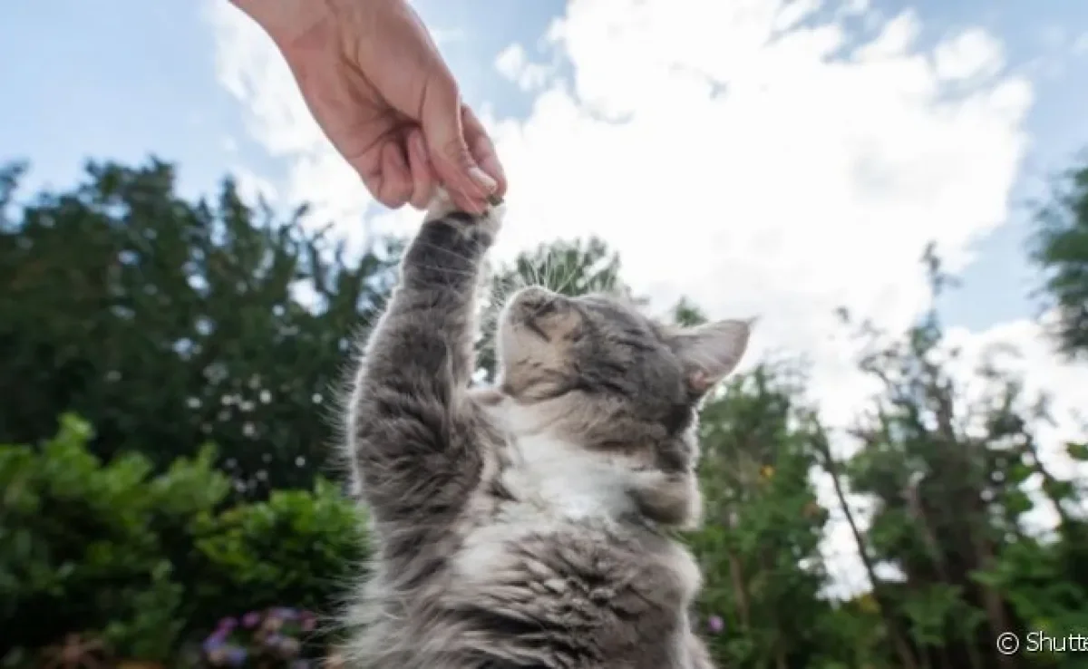 Quando um gato aparece na sua porta ou começa a te seguir, é sinal de que ele te escolheu