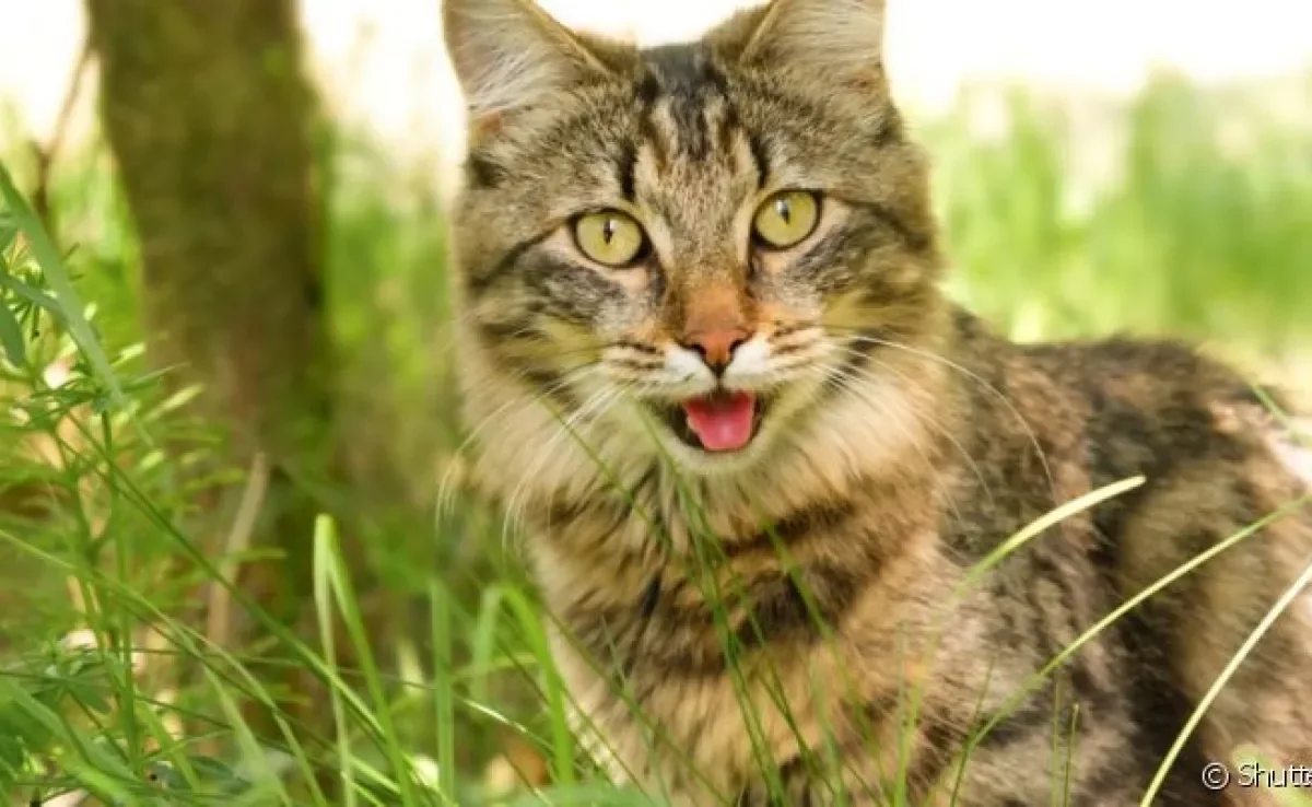 A respiração do gato é um dos principais processos vitais do corpo