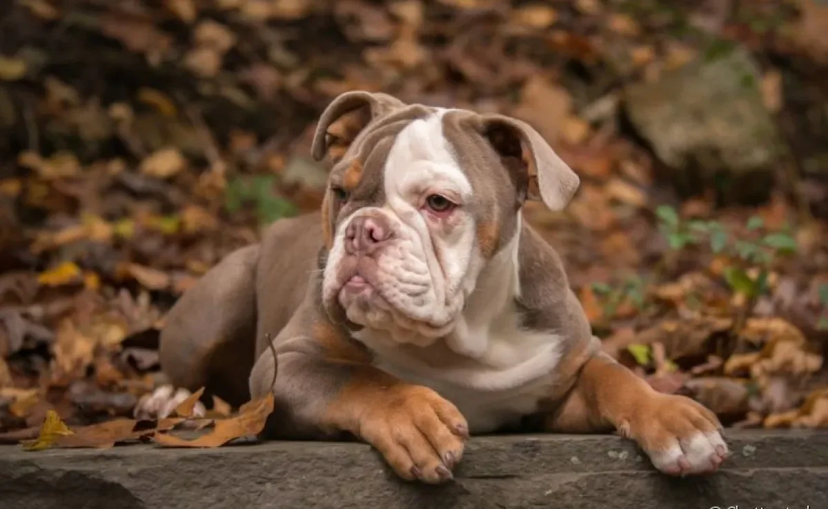 O cachorro Bulldog Americano é de porte grande e cheio de amor para dar
