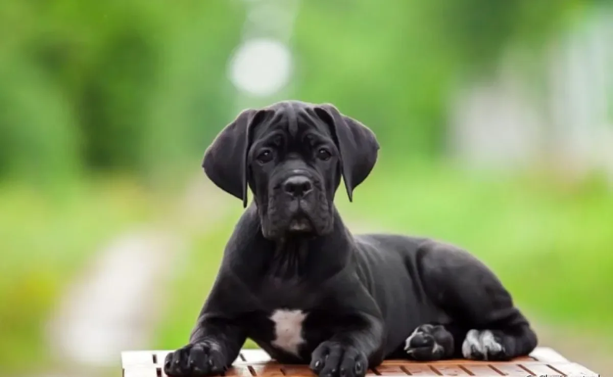 O Cane Corso tem muita energia e precisa de estímulos físicos diários