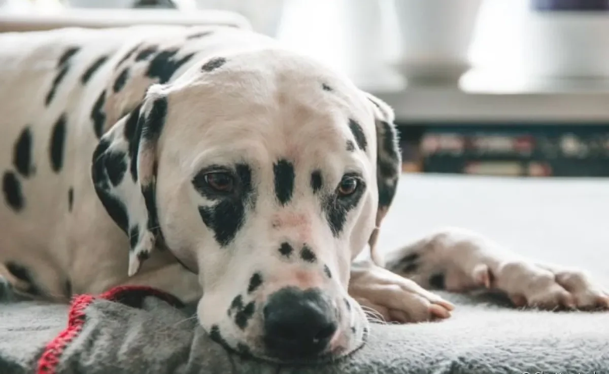 Cinomose: o que é, sintomas, tratamento e prevenção da doença de cachorro
