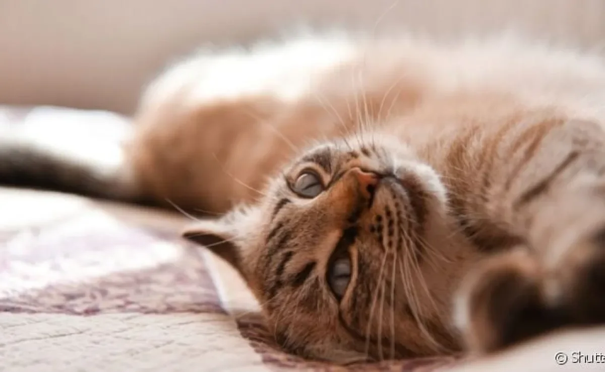  Cio de gato normalmente deixa as fêmeas mais carentes e com vocalização intensa 