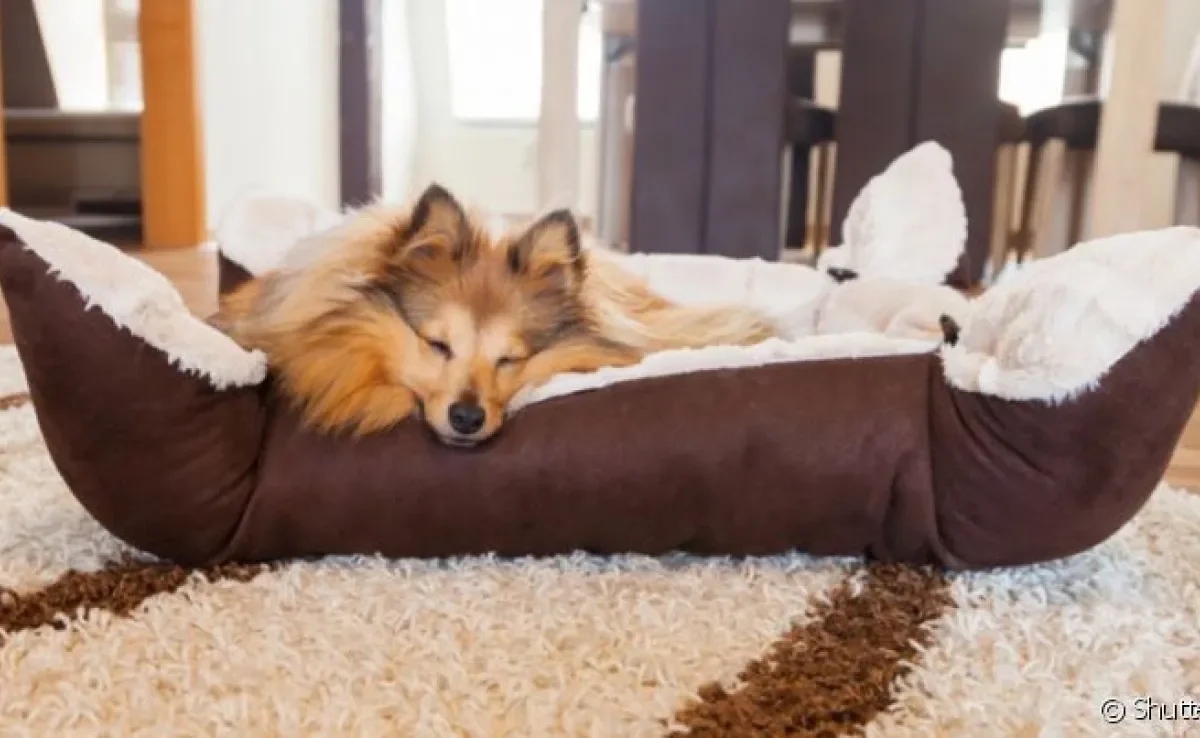  O cachorro dorme onde se sente confortável, então é preciso tornar o lugar o mais adequado possível para ele