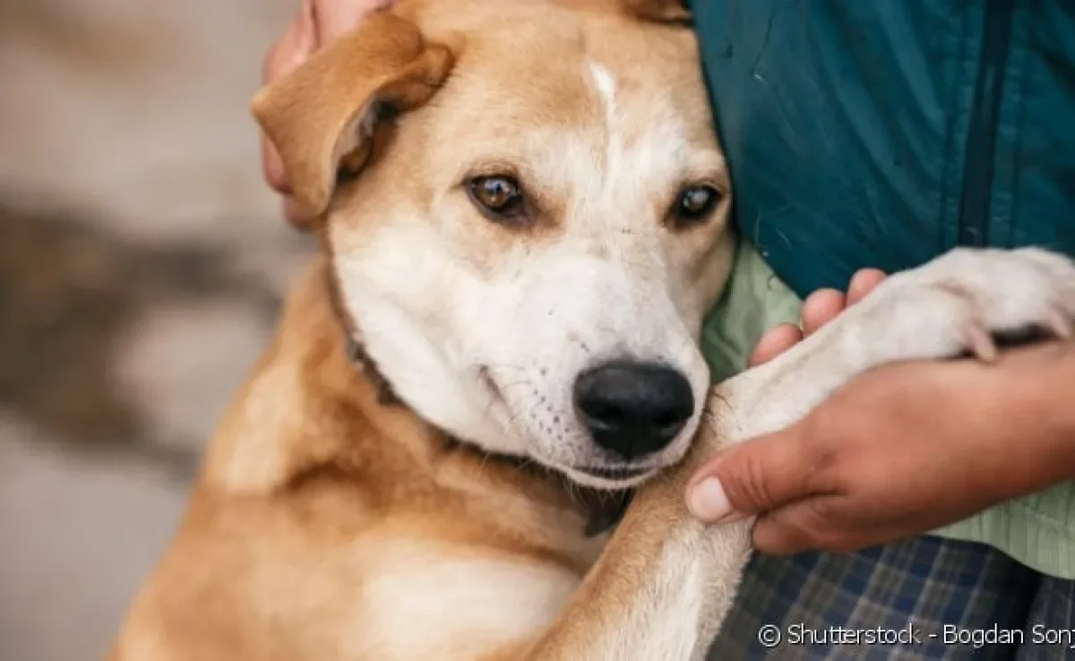  O caminho mais seguro para ficar amigo de um cachorro desconhecido é respeitar o espaço do animal e se aproximar com calma. 