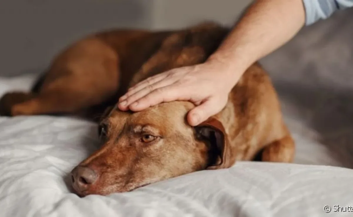 Muitos tutores tem dúvida de como saber se o cachorro está com febre e como ajudar ele a melhorar 