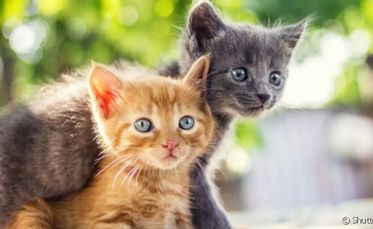  Descobrir se o pet é gato macho ou fêmea é importante para garantir os cuidados adequados ao sexo do pet
