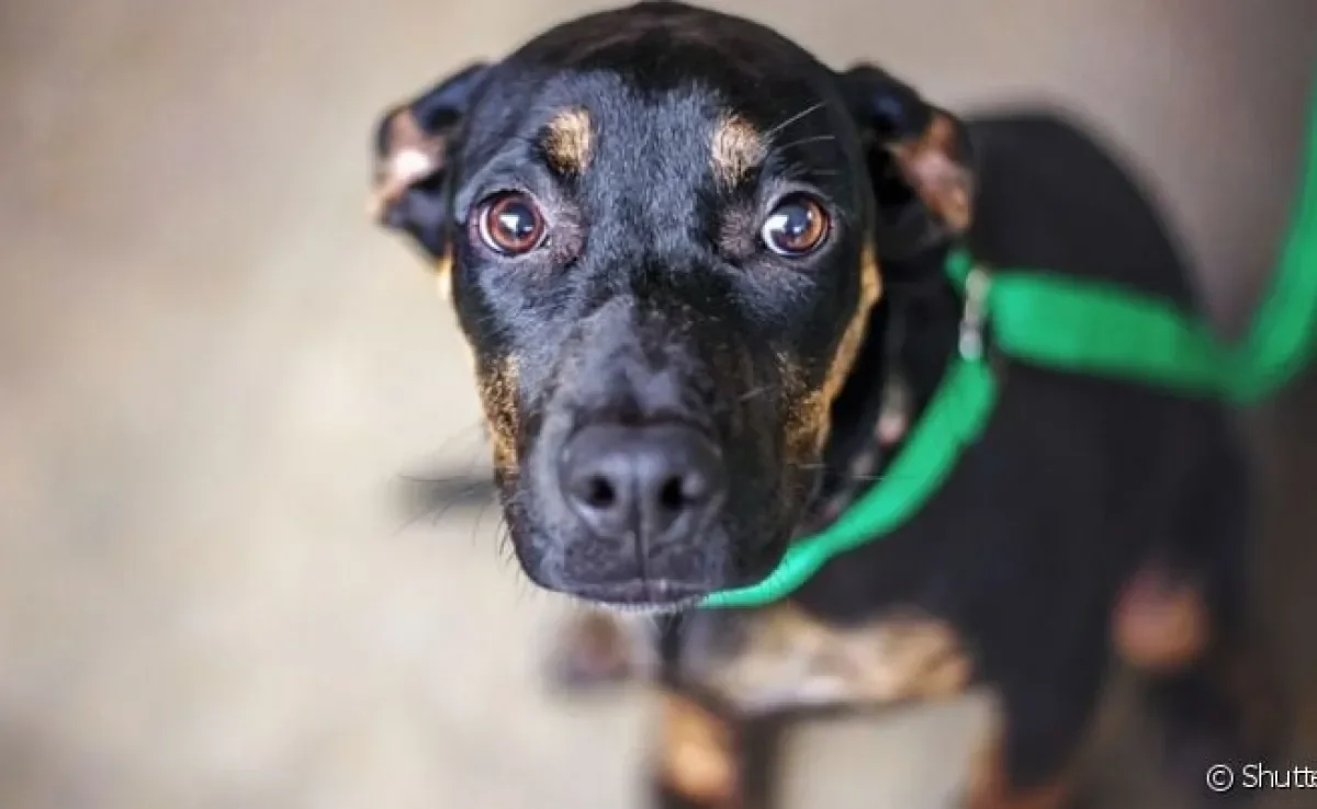 Dia Mundial do Cachorro nos faz refletir sobre a necessidade de cuidar e proteger os animais