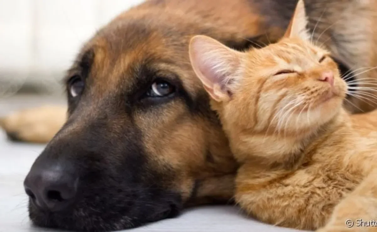  A pauta pensão para pets vem ganhando novos casos nos tribunais brasileiros durante o divórcio de casais 