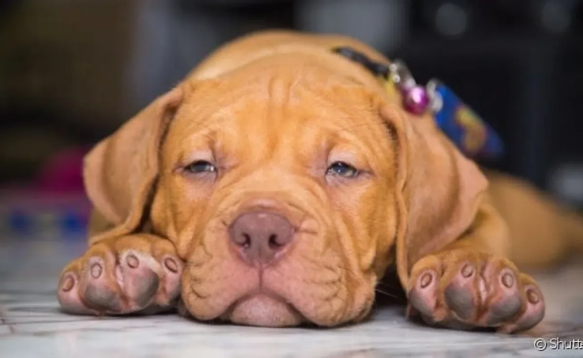 Os filhotes de Pitbull são leais, amorosos e precisam de socialização como todos os outros