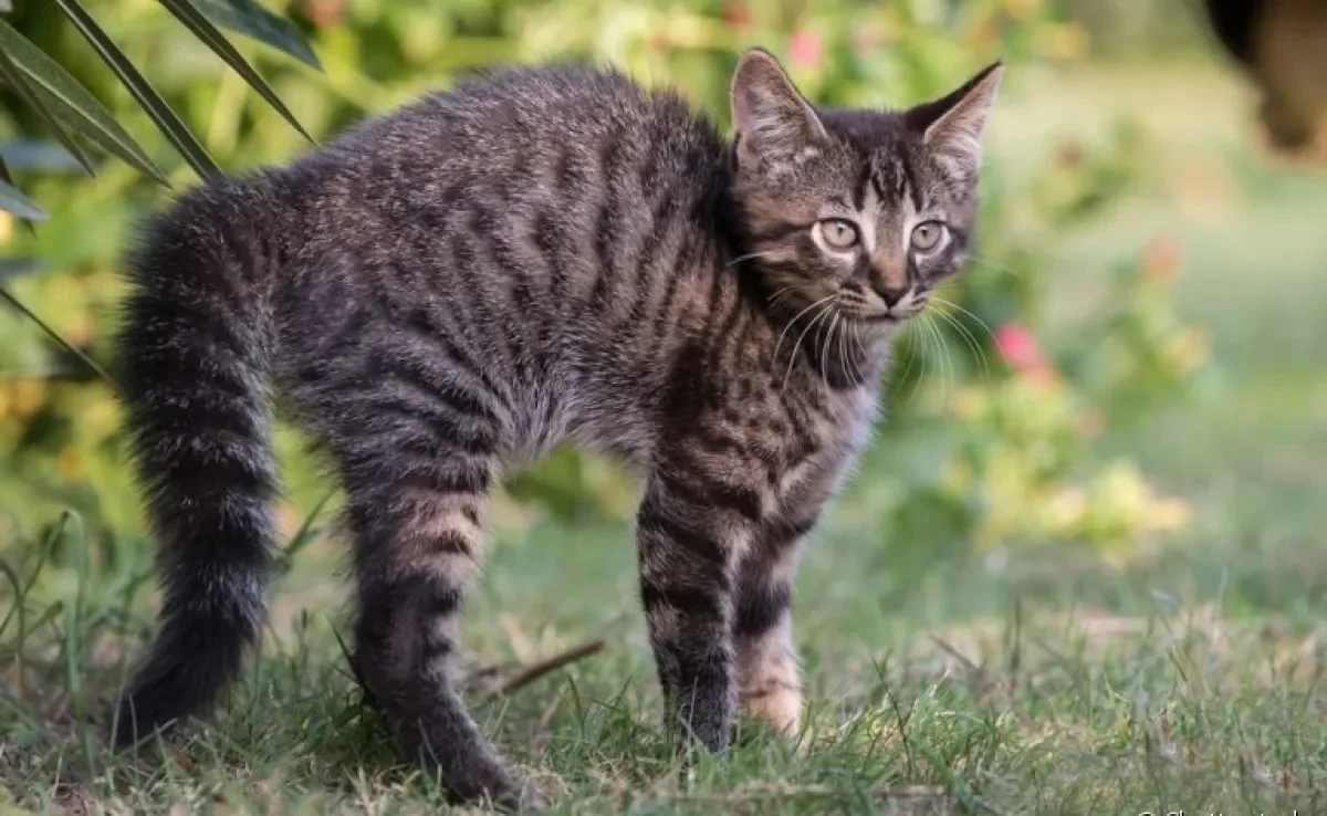 O gato com pelo arrepiado normalmente é sinal de medo