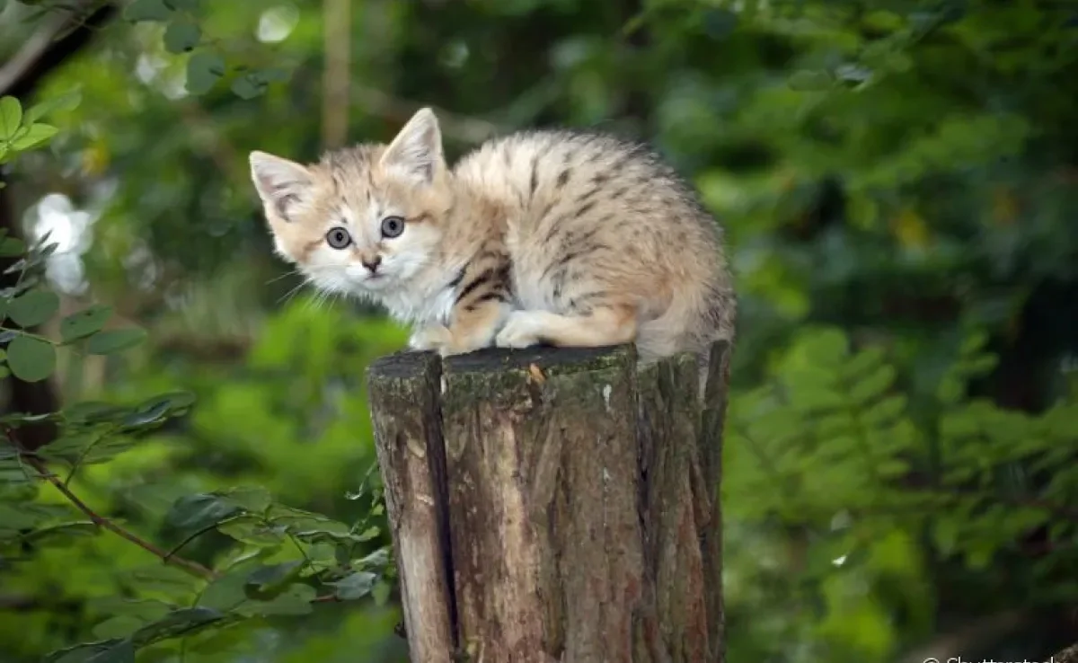 O Gato-do-deserto é uma espécie de felino selvagem e com tamanho reduzido