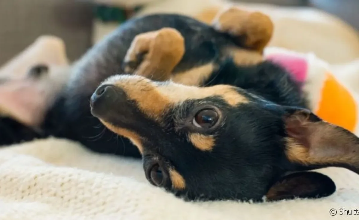  Infecções e doenças no pênis do cachorro podem ser bem dolorosas 
