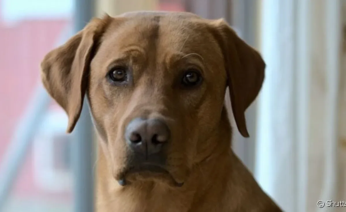  Leishmaniose canina é perigosa pois é transmitida por um mosquito e pode atingir humanos 