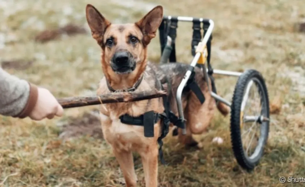  Vista como uma doença de cachorro grande, a Mielopatia degenerativa deixa o animal sem os movimentos das patas 