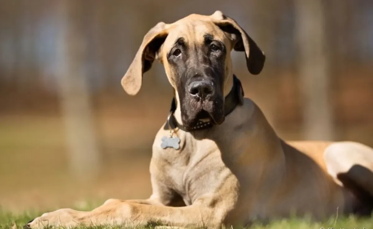 O nome de cachorro macho reflete as características do pet, ainda mais quando é um cachorro grande