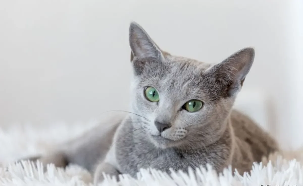  Nomes para gatas: séries, filmes, comidas e outras categorias podem servir de inspiração para chamar a sua nova amiga! 