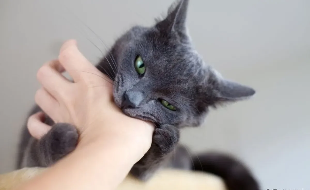 A mordida de gato na mão pode causar feridas graves, dependendo da força que o animal exerce