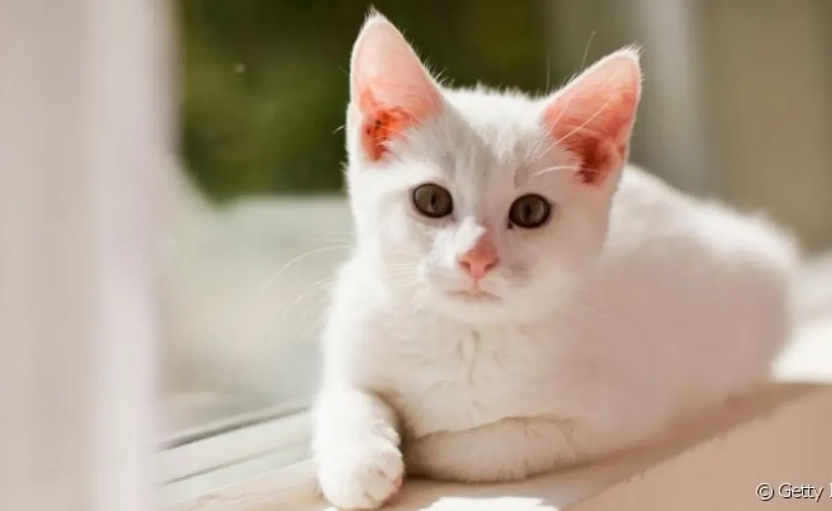 Sonhar com gato branco pode ter significados diferentes