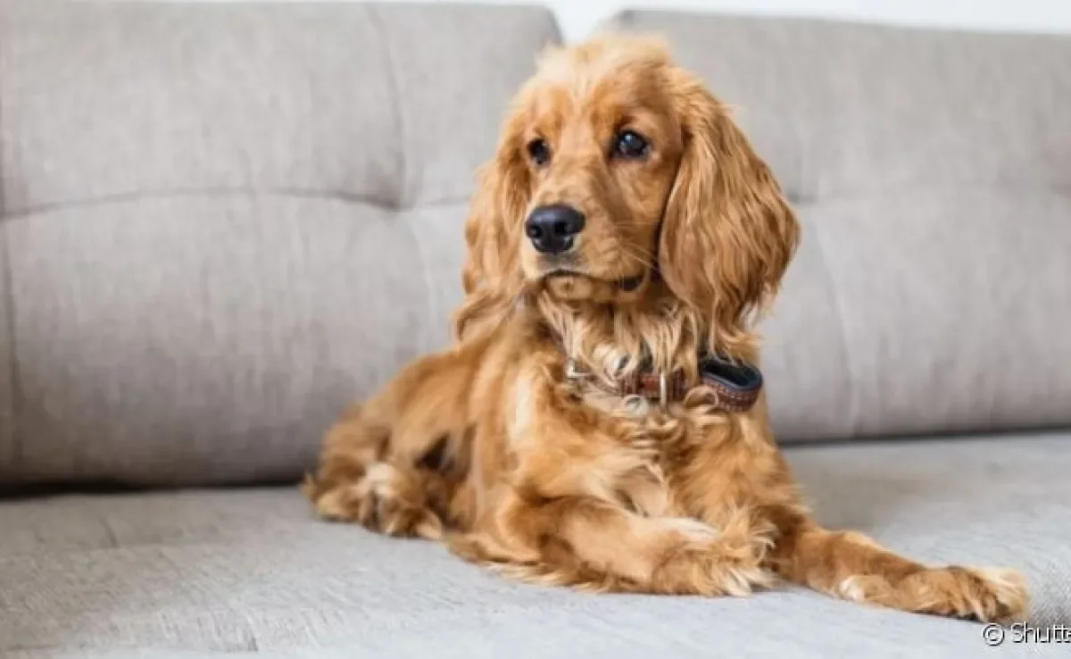 O otohematoma ocorre quando há algum trauma na orelha do cachorro