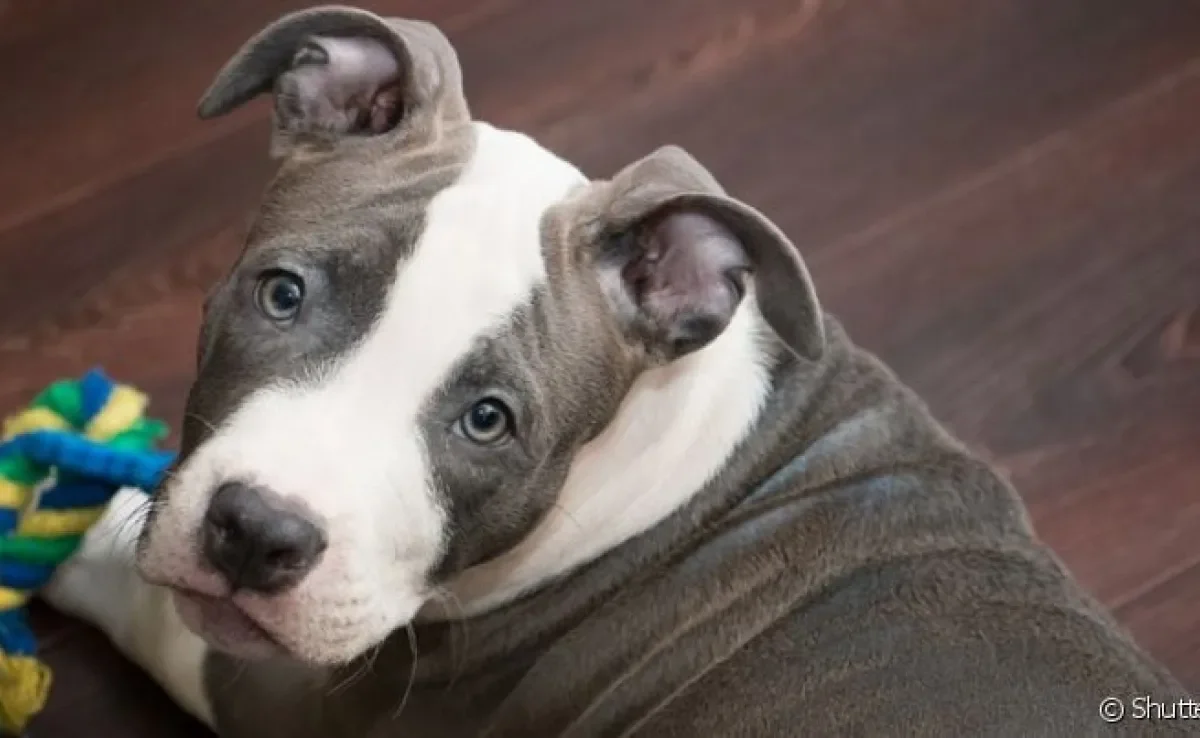 O American Pitbull é um doguinho que se receber a criação correta pode se tornar um incrível companheiro para a família