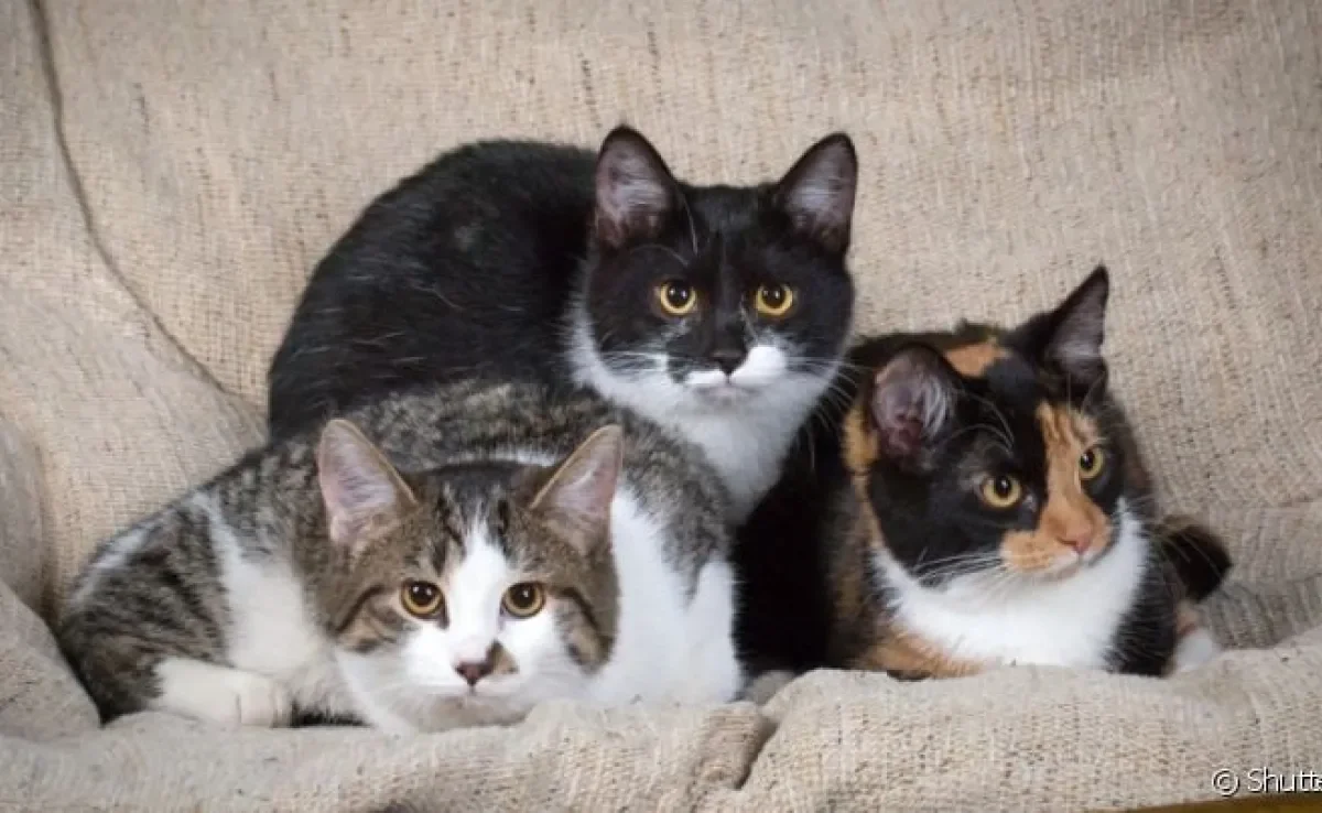 Existem vários tipos de gato Vira-Lata e personalidade pode variar de acordo com a cor dos pelos 