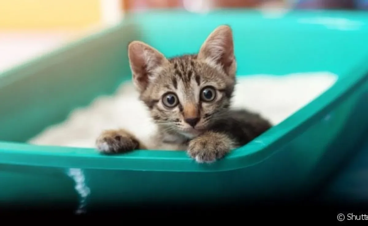  Quantas vezes um gato urina por dia indica o estado de saúde do felino 