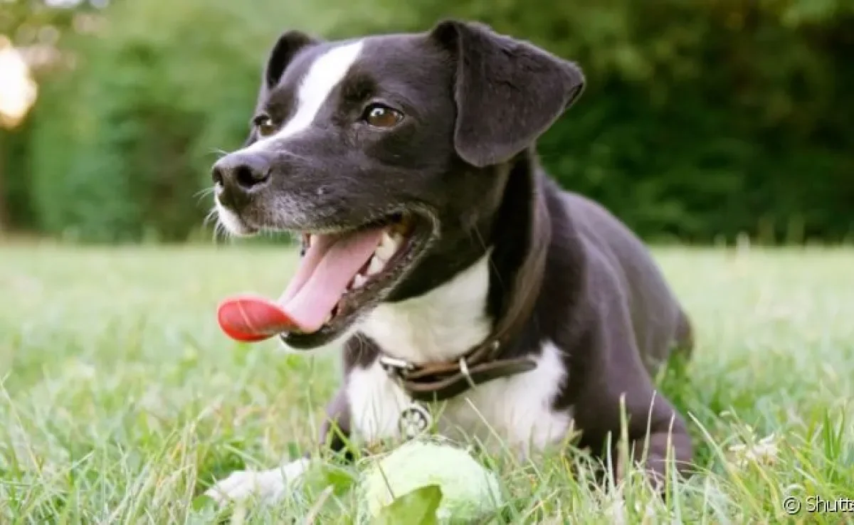 A respiração do cachorro permite que o corpo realize a troca gasosa e se mantenha vivo