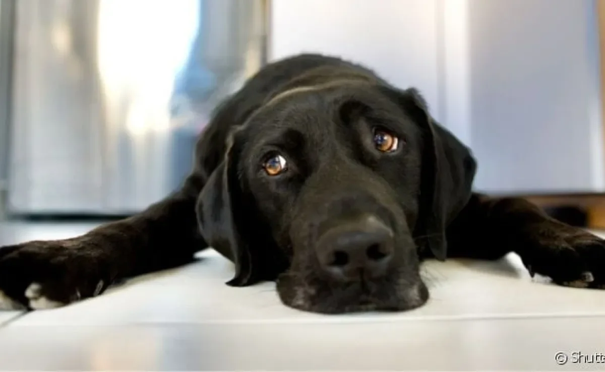 O sangue nas fezes do cachorro é um sintoma comum a diversas enfermidades