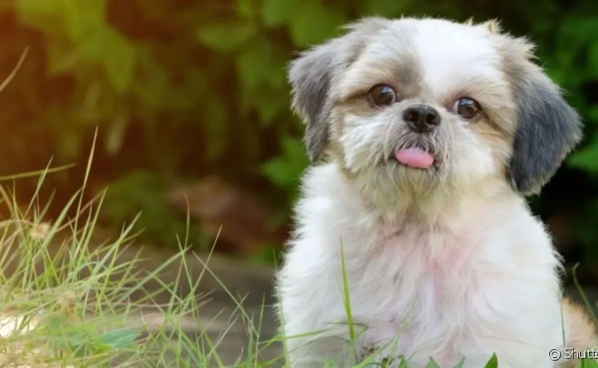O cachorro Shih Tzu é dócil e companheiro