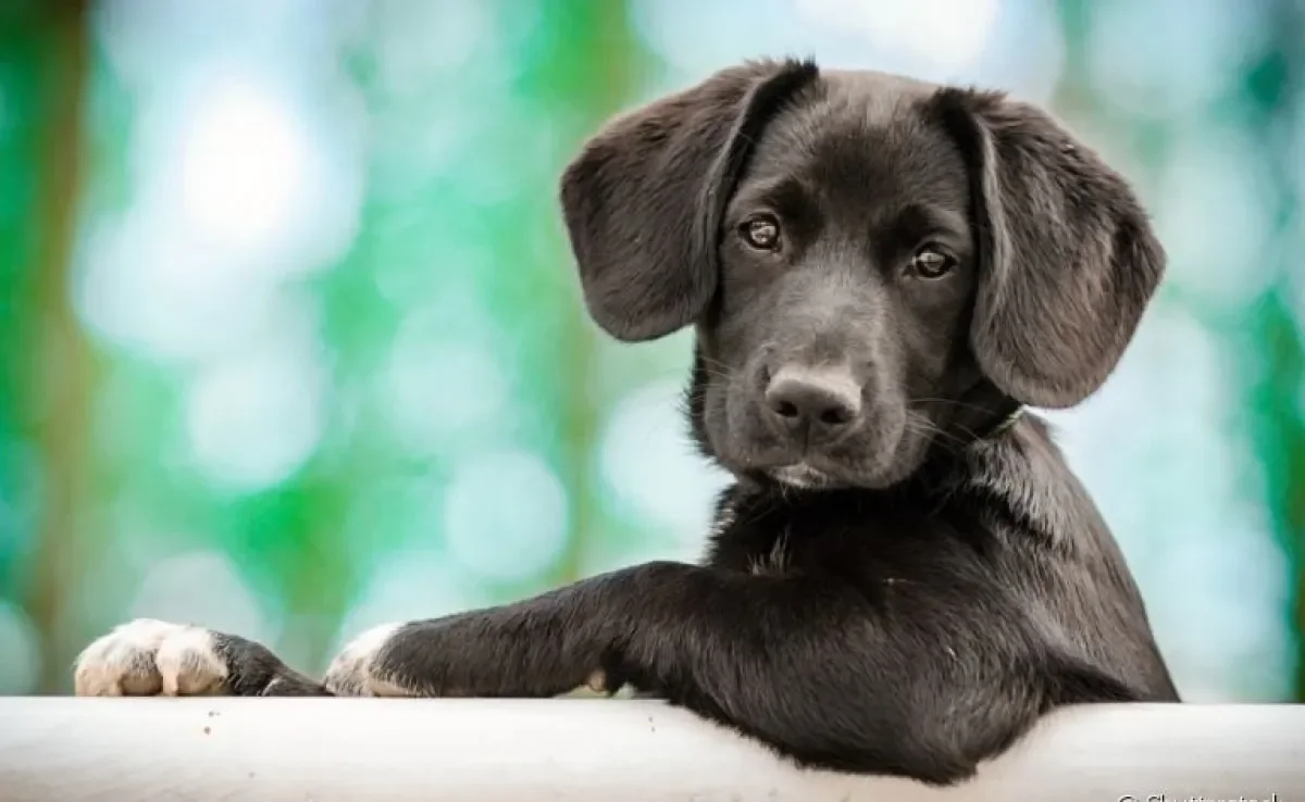 Sonhar com cachorro pode ter diferentes significados, tudo vai depender do contexto